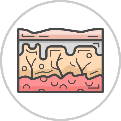 Integumentary (Skin)