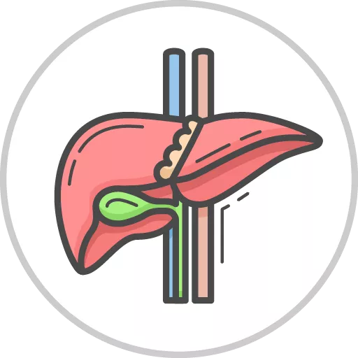 Liver & Gallbladder (Adult Health)